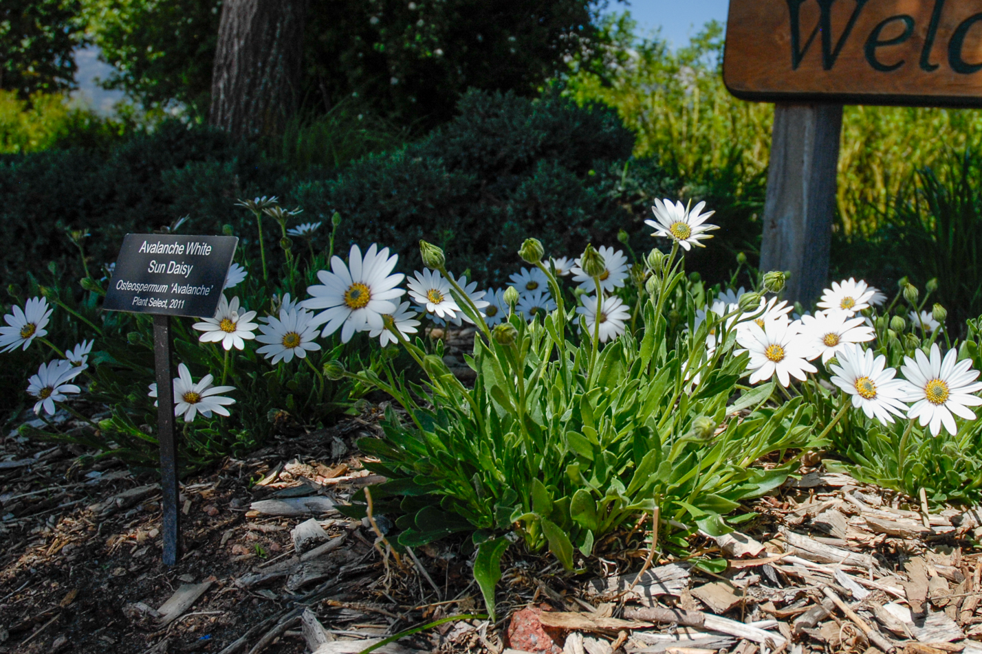 Avalanche White Sun Daisy